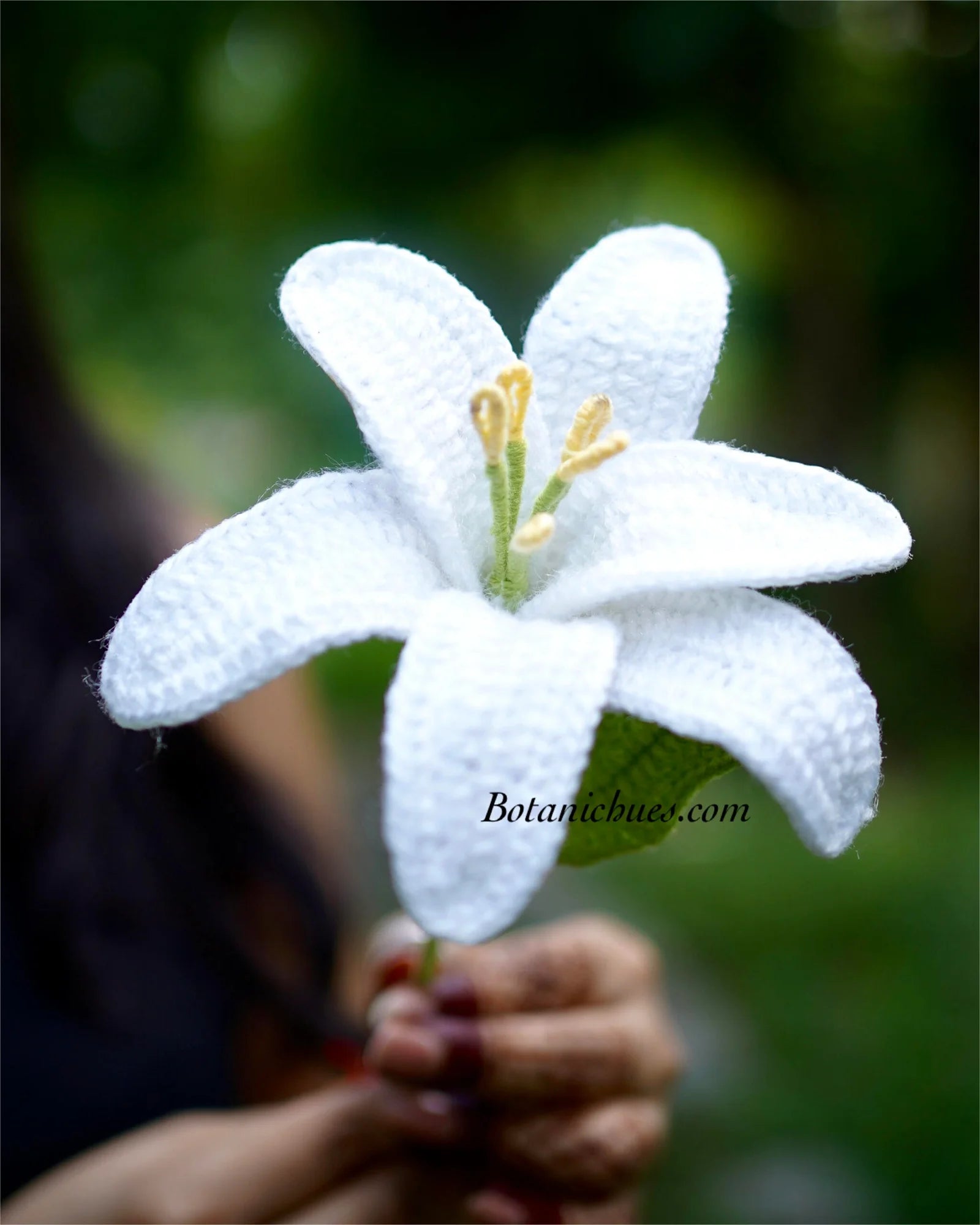 Lily of the Snow