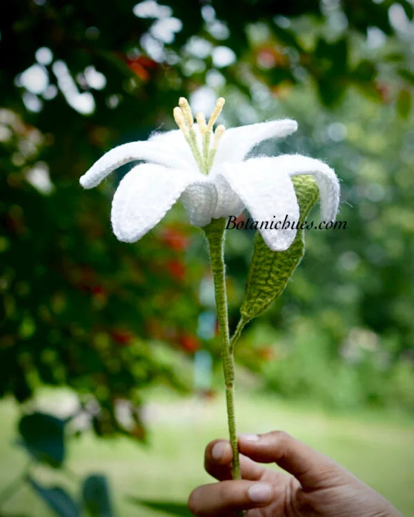 Lily of the Snow
