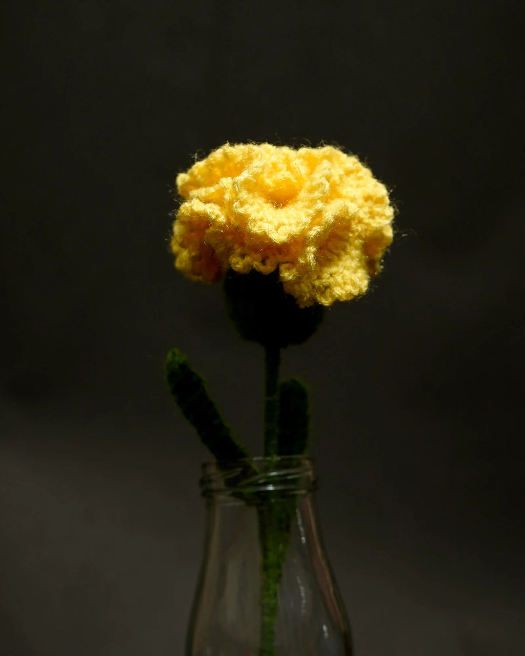 Sunlit Carnation