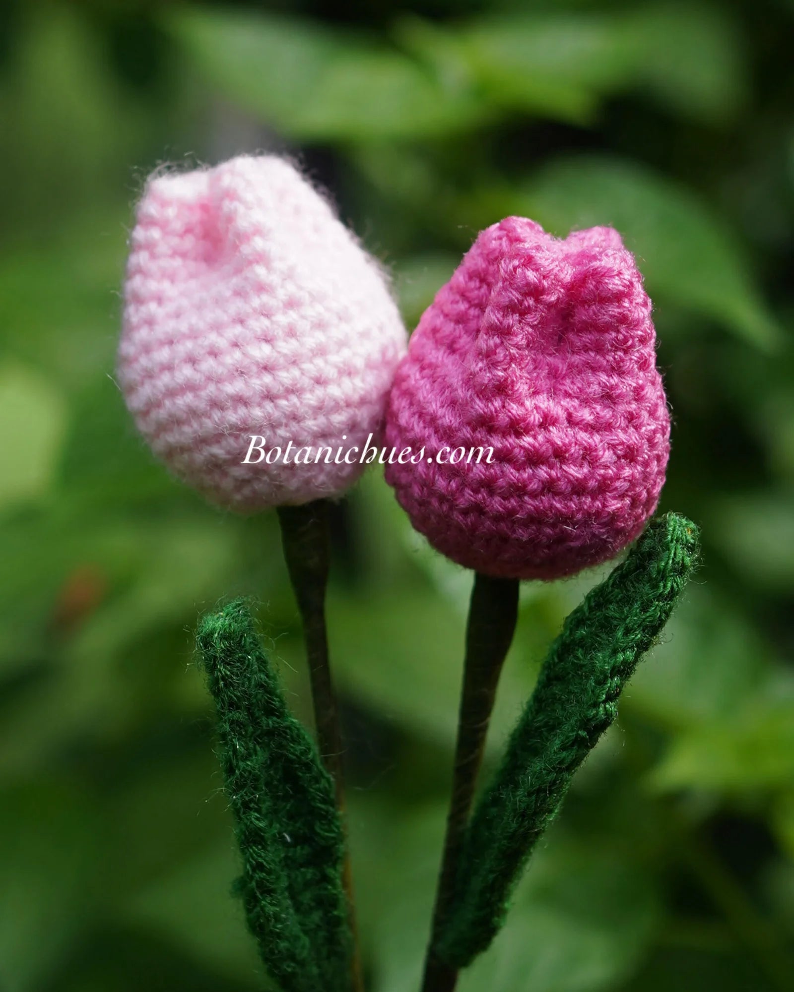 Tulip Dreams