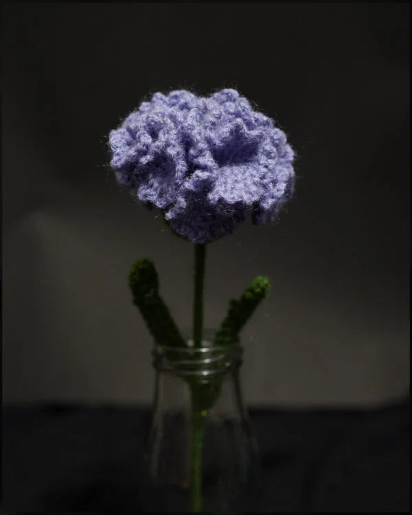 Royal Purple Carnation
