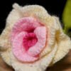 Ombre Thai Blossom (Pink) - Image 2