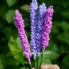 Threaded Lavender Sticks